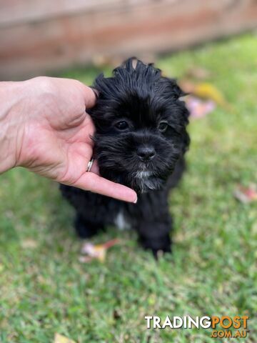 Shoodles - Toy Poodle x Shi Tzu Puppies Available Now only 2 Left