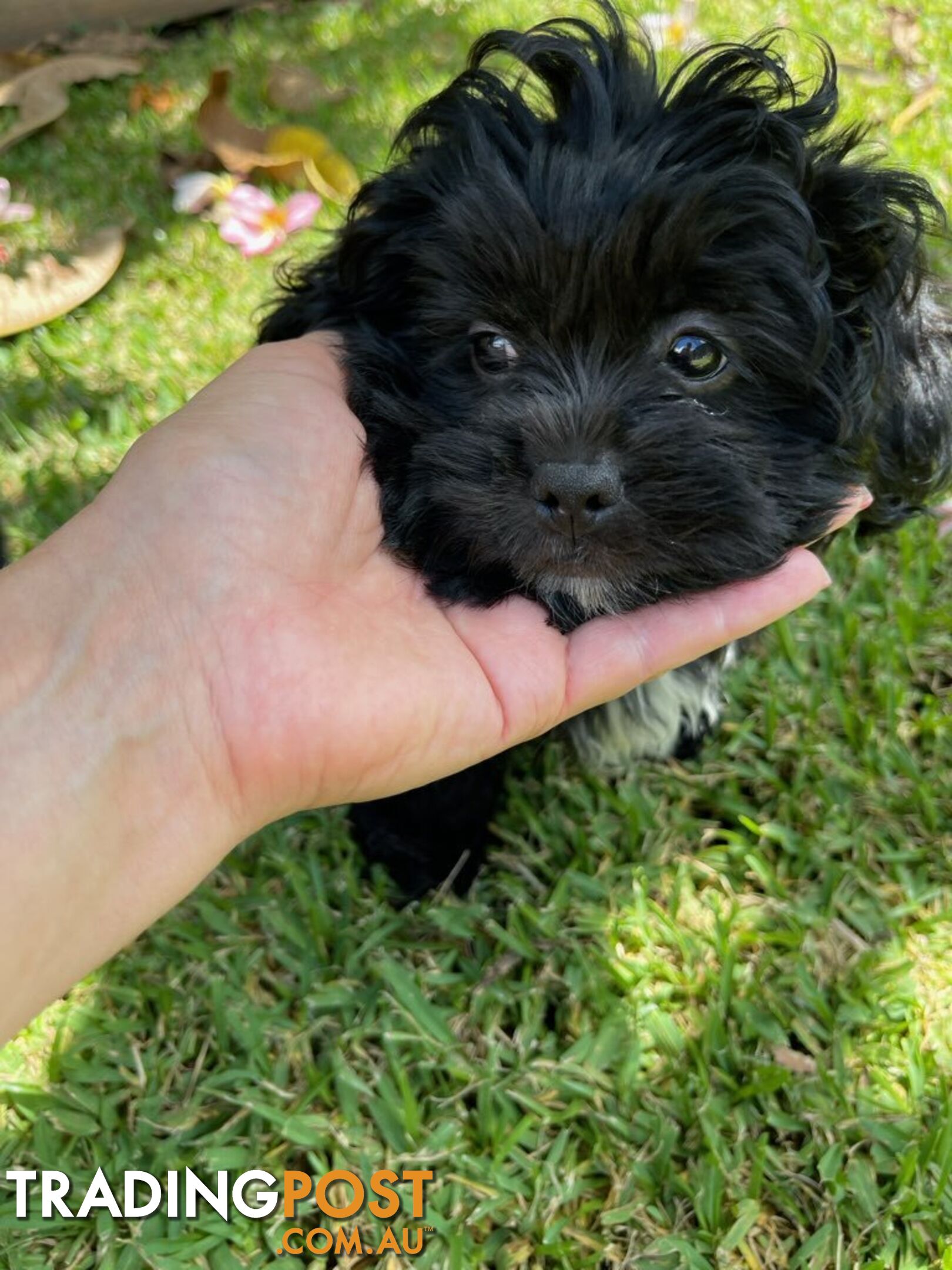 Shoodles - Toy Poodle x Shi Tzu Puppies Available Now only 2 Left