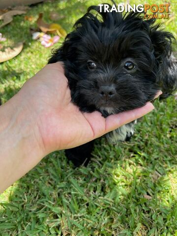 Shoodles - Toy Poodle x Shi Tzu Puppies Available Now only 2 Left