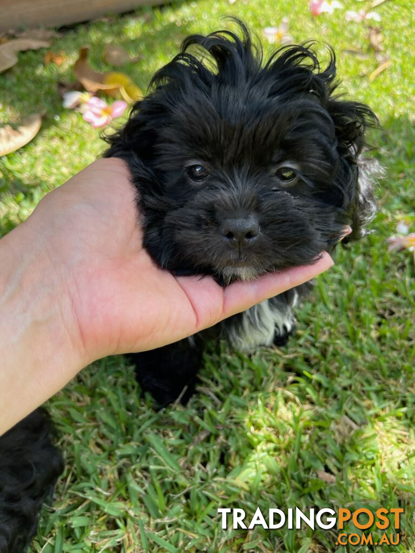 Shoodles - Toy Poodle x Shi Tzu Puppies Available Now only 2 Left