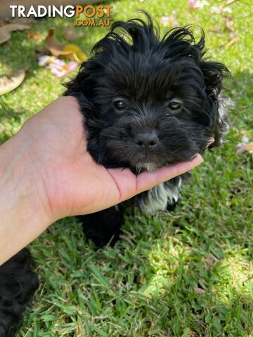 Shoodles - Toy Poodle x Shi Tzu Puppies Available Now only 2 Left