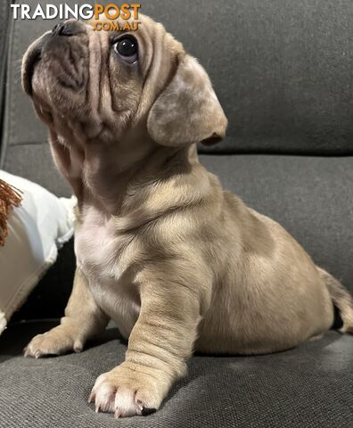 French bulldogs x Pug (Frug Puppies) - Quality Pups