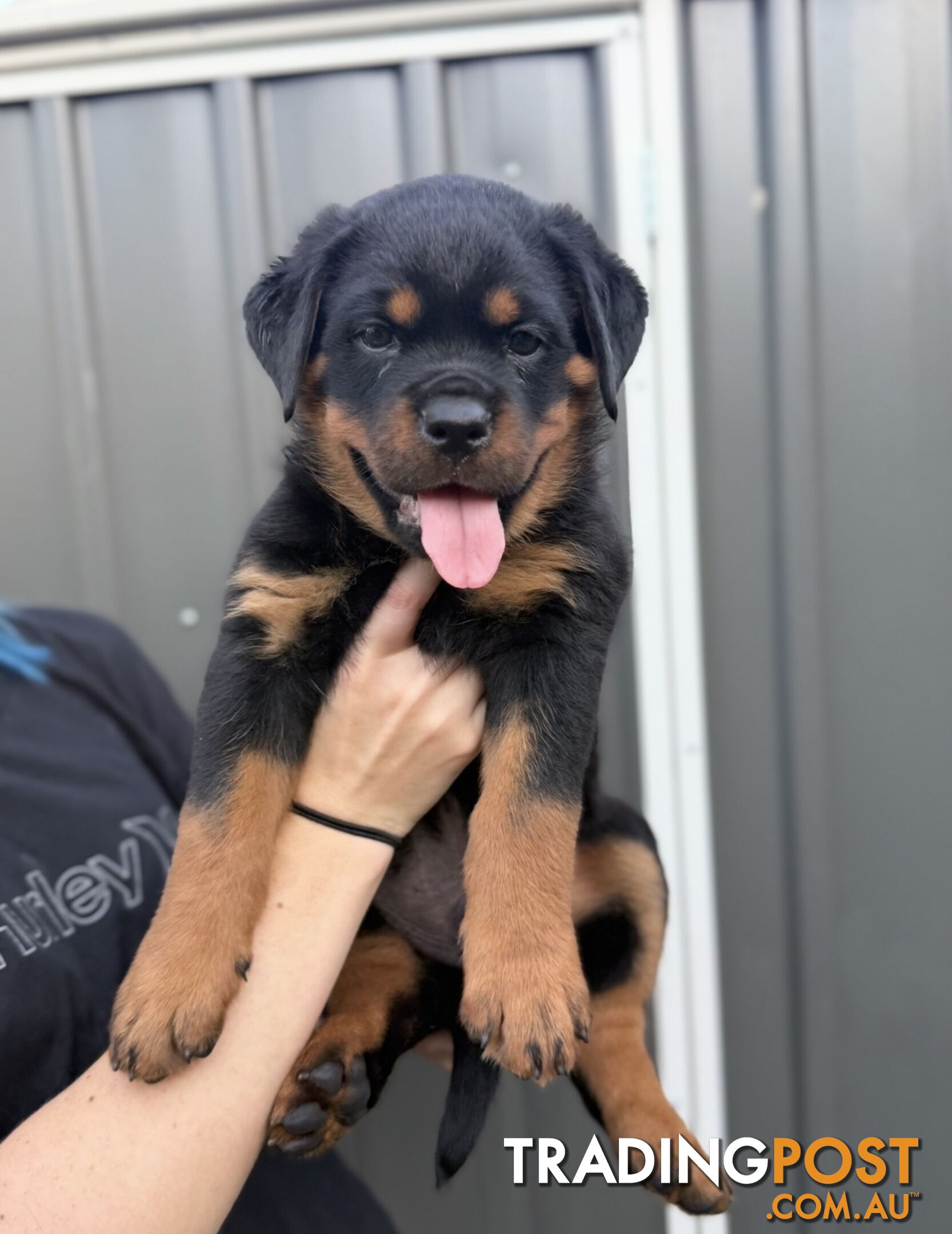 NATURAL BOBTAIL ROTTWEILER PUPPIES