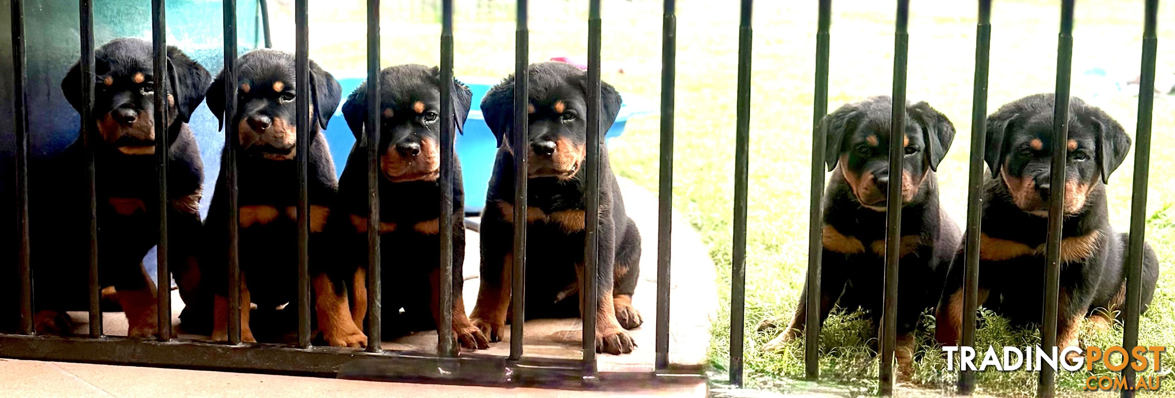 NATURAL BOBTAIL ROTTWEILER PUPPIES