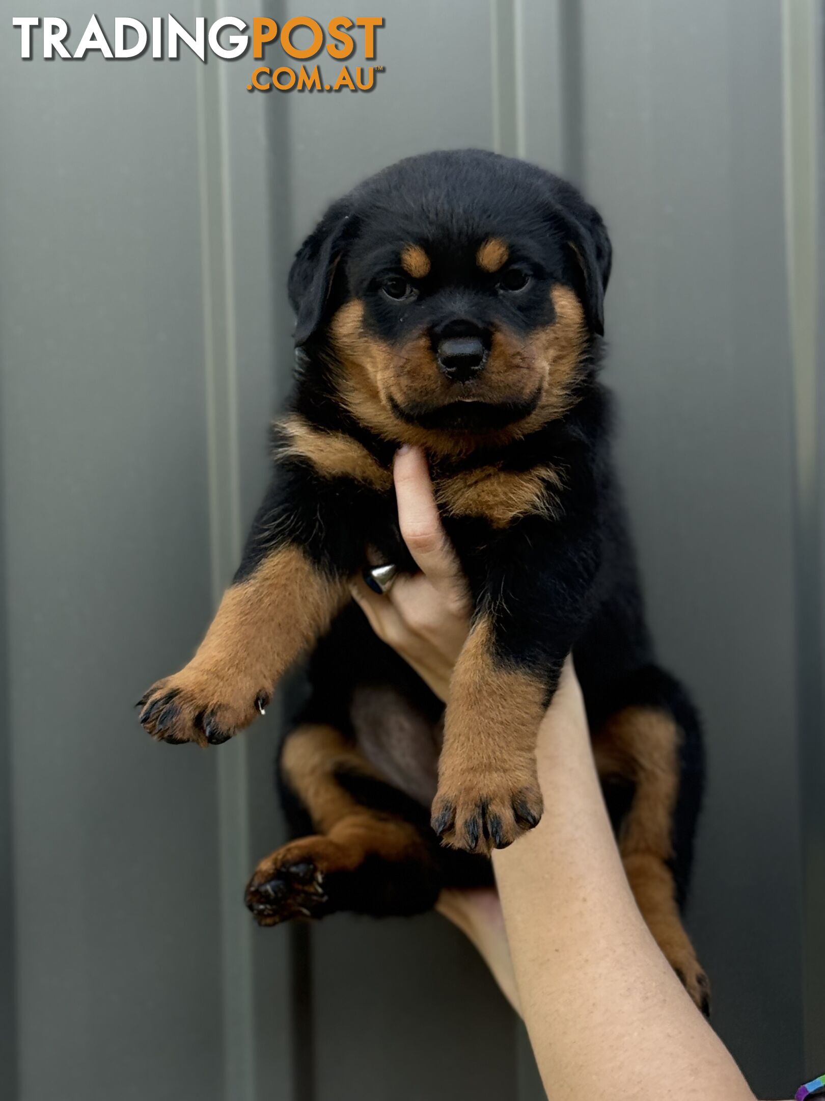NATURAL BOBTAIL ROTTWEILER PUPPIES