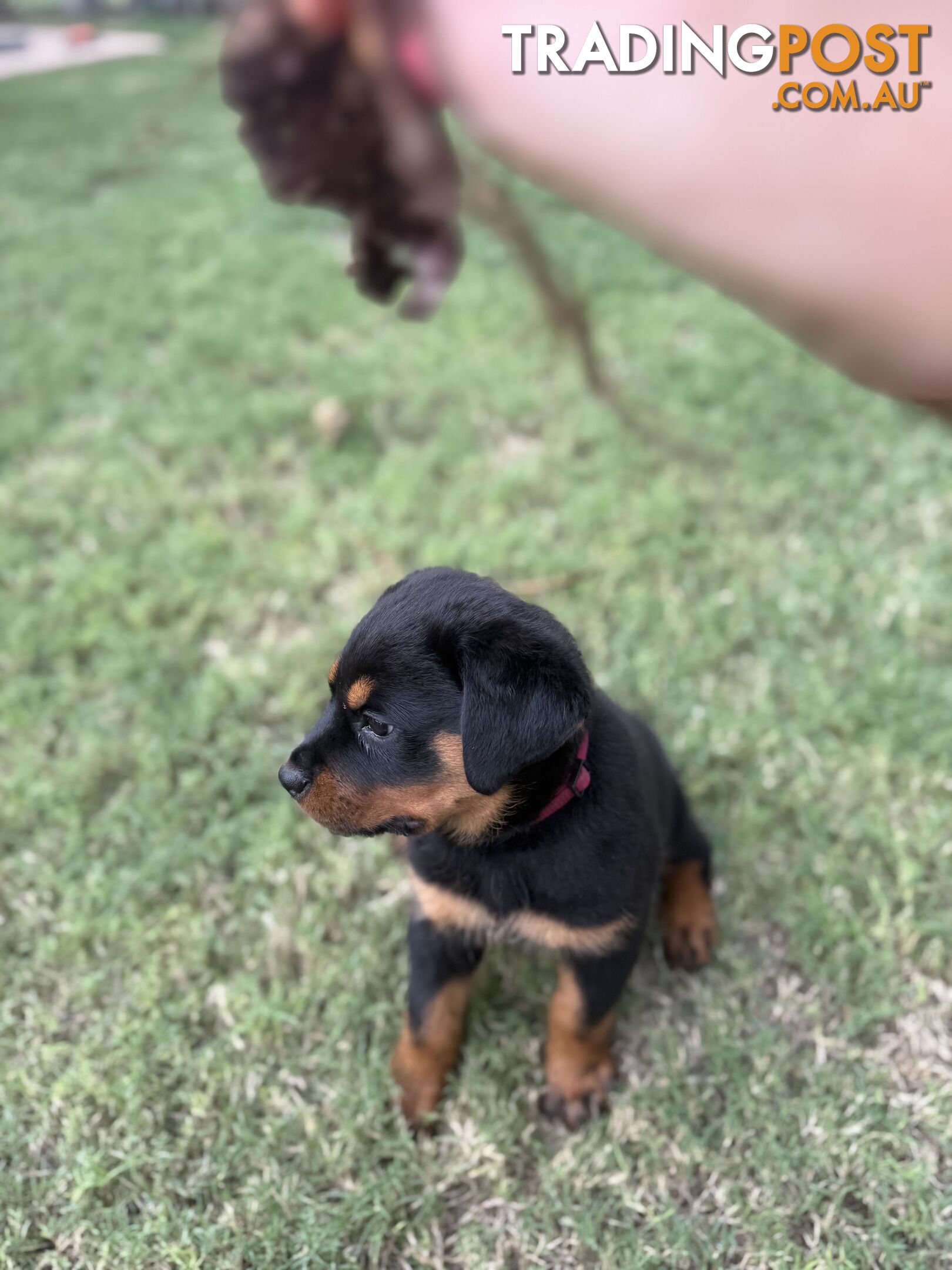NATURAL BOBTAIL ROTTWEILER PUPPIES