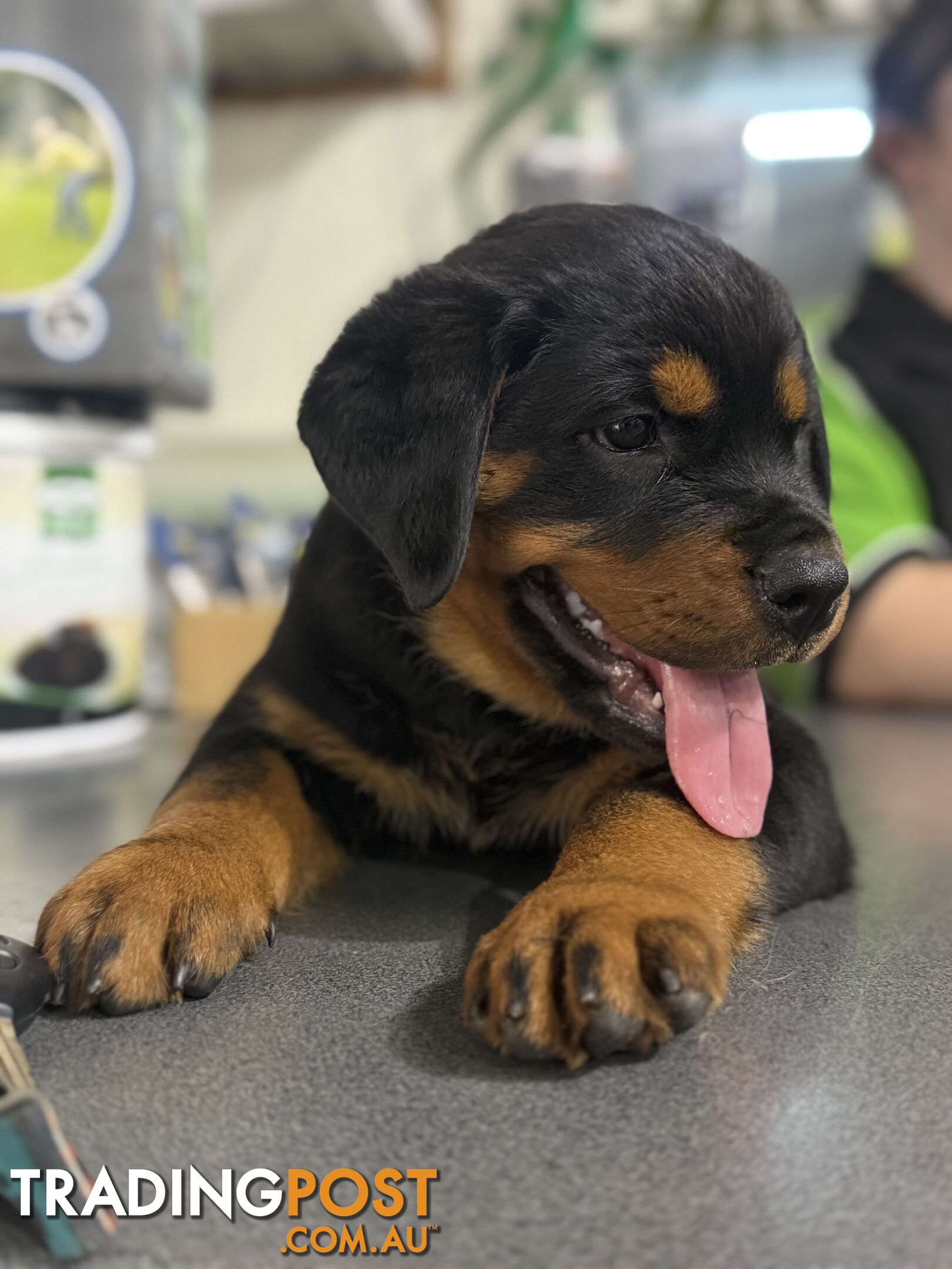 NATURAL BOBTAIL ROTTWEILER PUPPIES