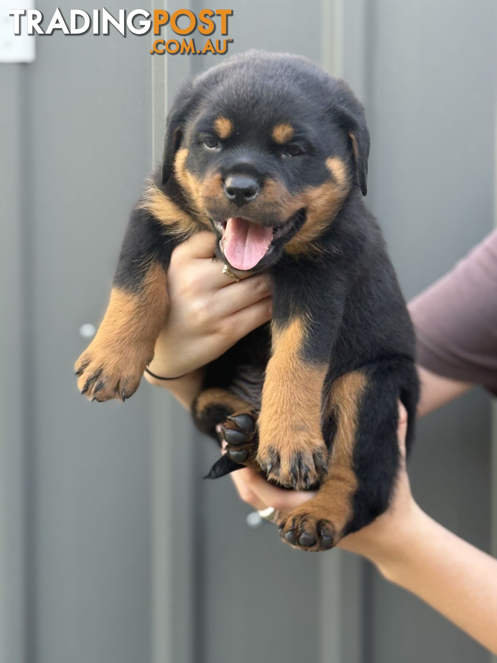 NATURAL BOBTAIL ROTTWEILER PUPPIES