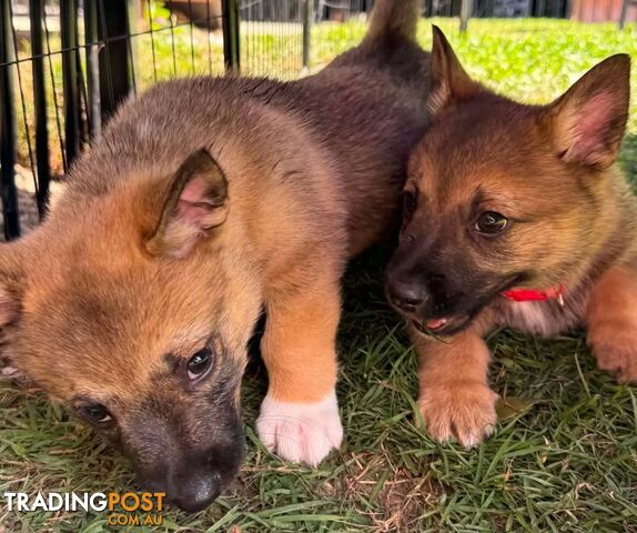 Swedish Vallhund Puppies