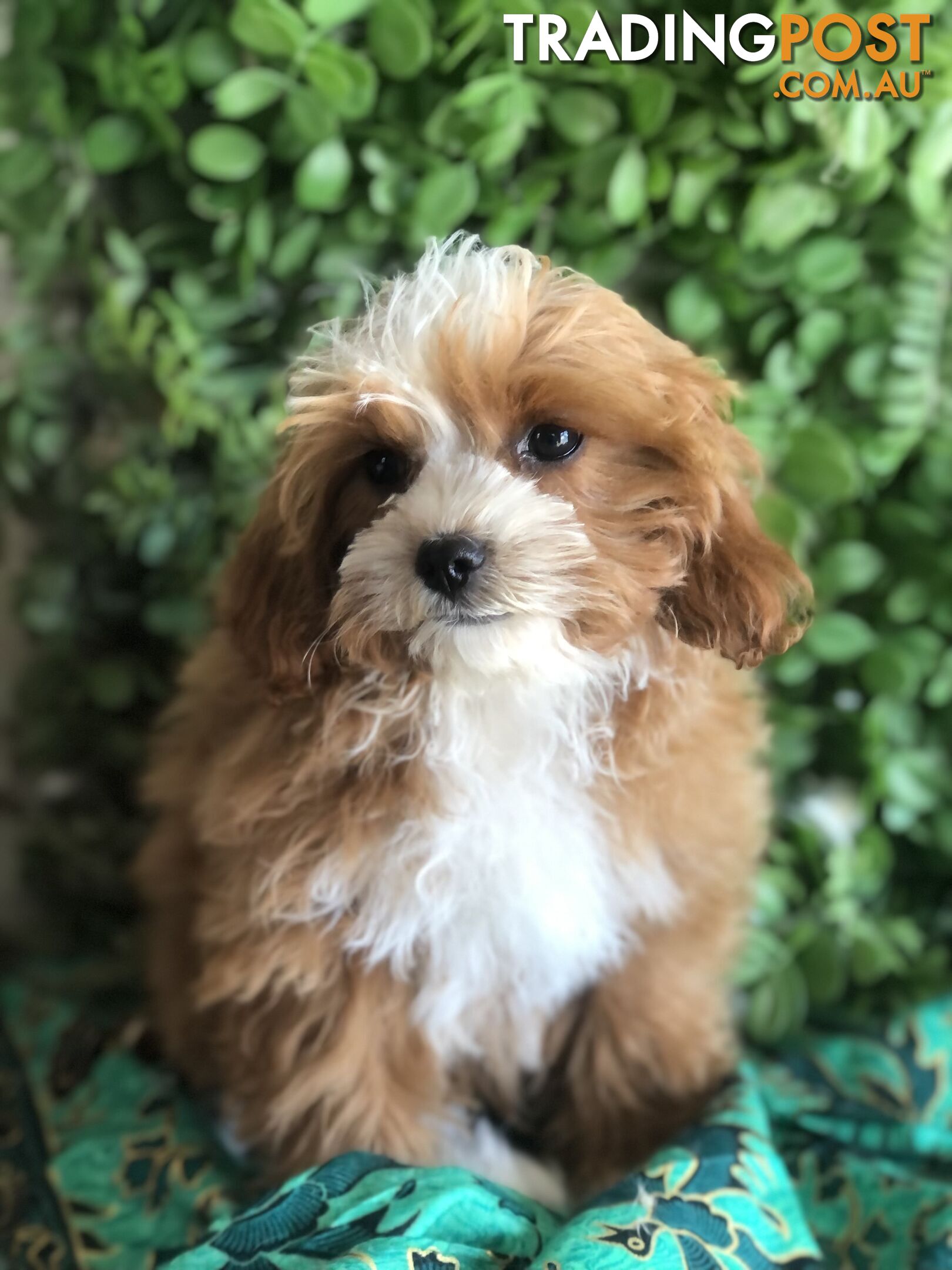 Cavoodle Pups