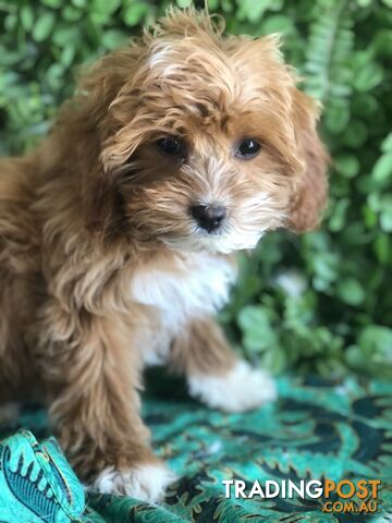 Cavoodle Pups