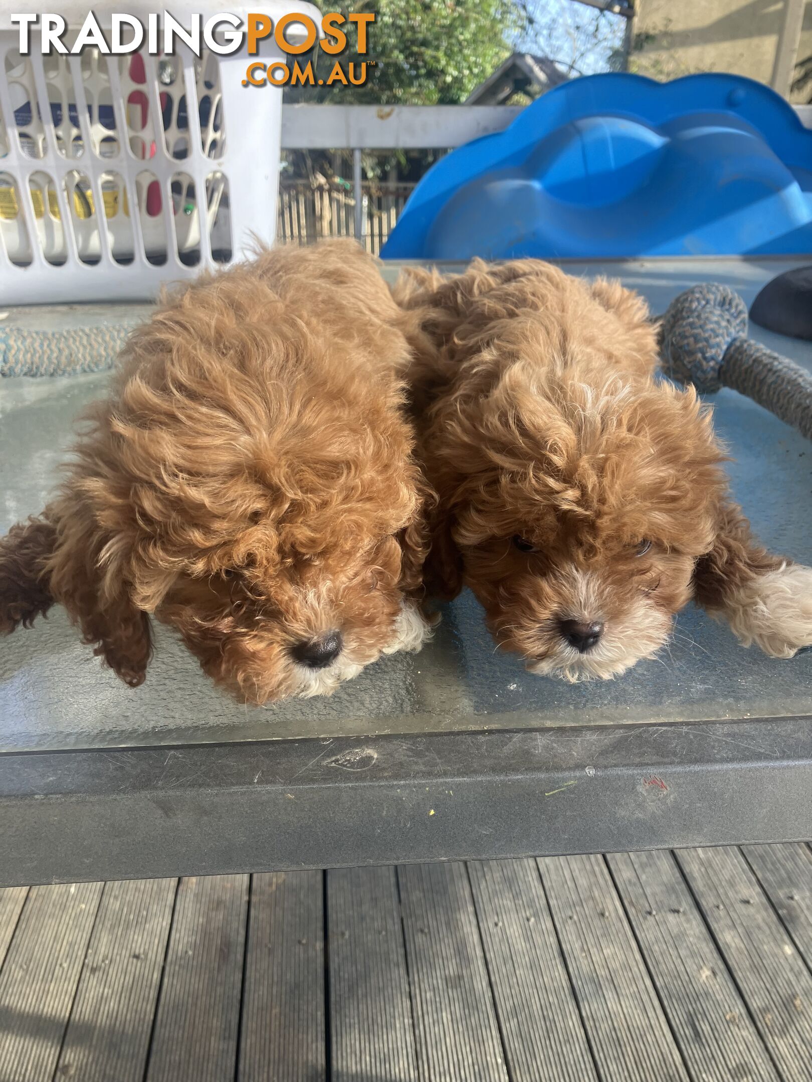 Cavoodle Pups