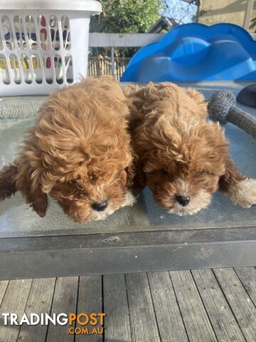 Cavoodle Pups