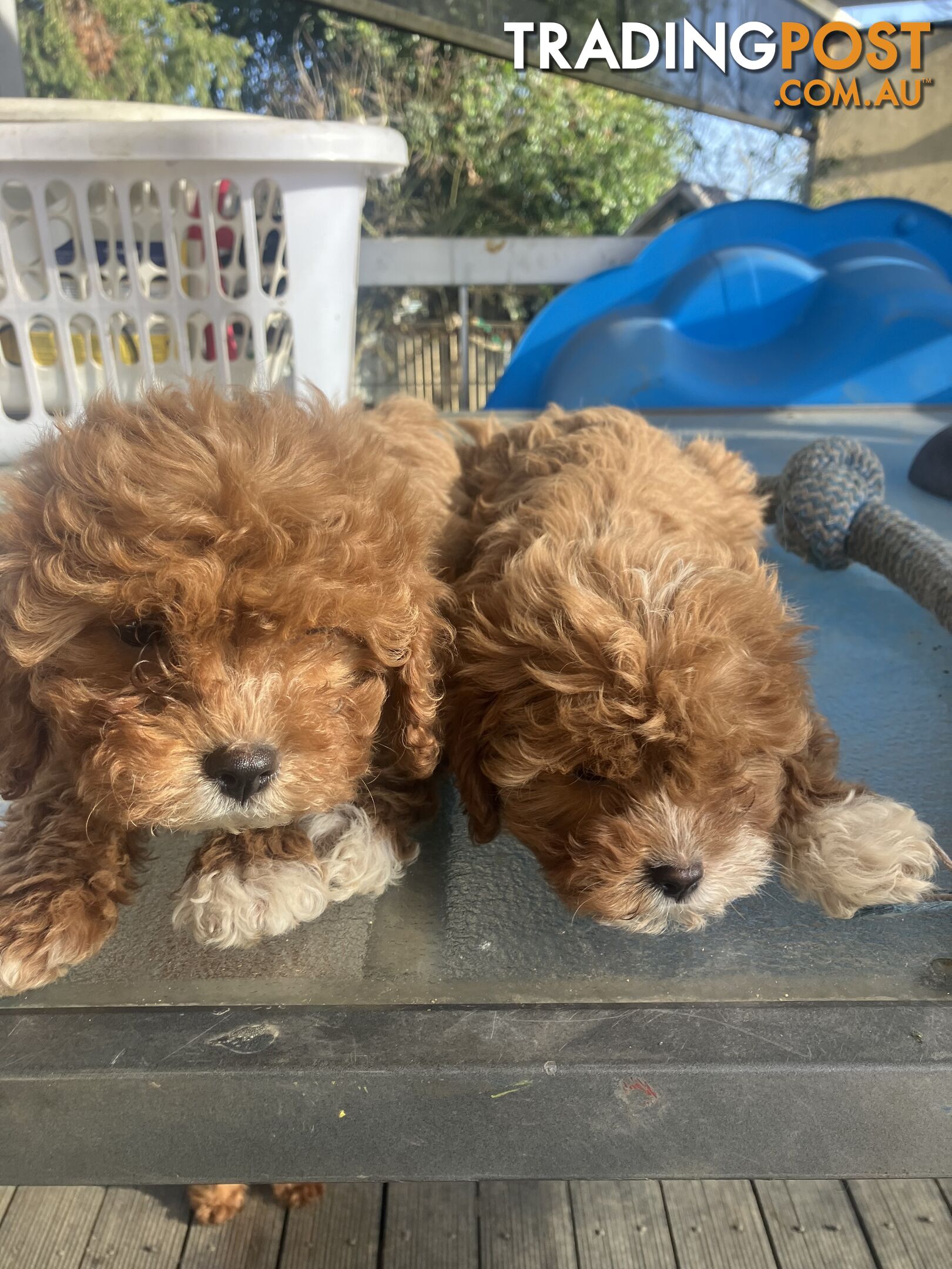 Cavoodle Pups