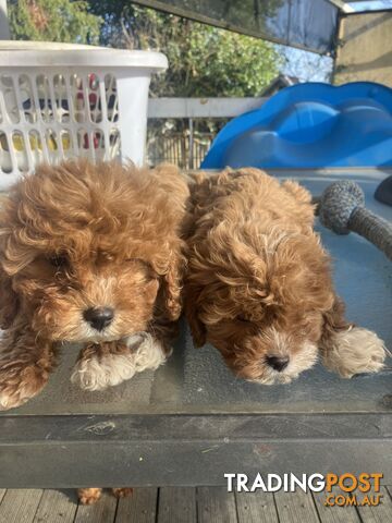 Cavoodle Pups