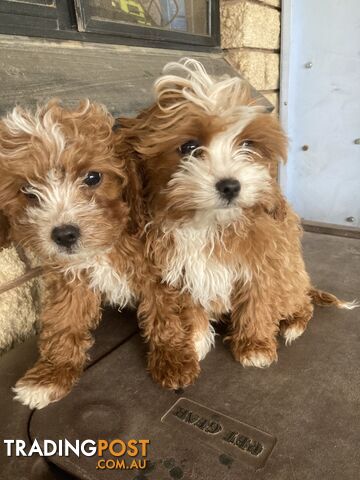 Cavoodle Pups