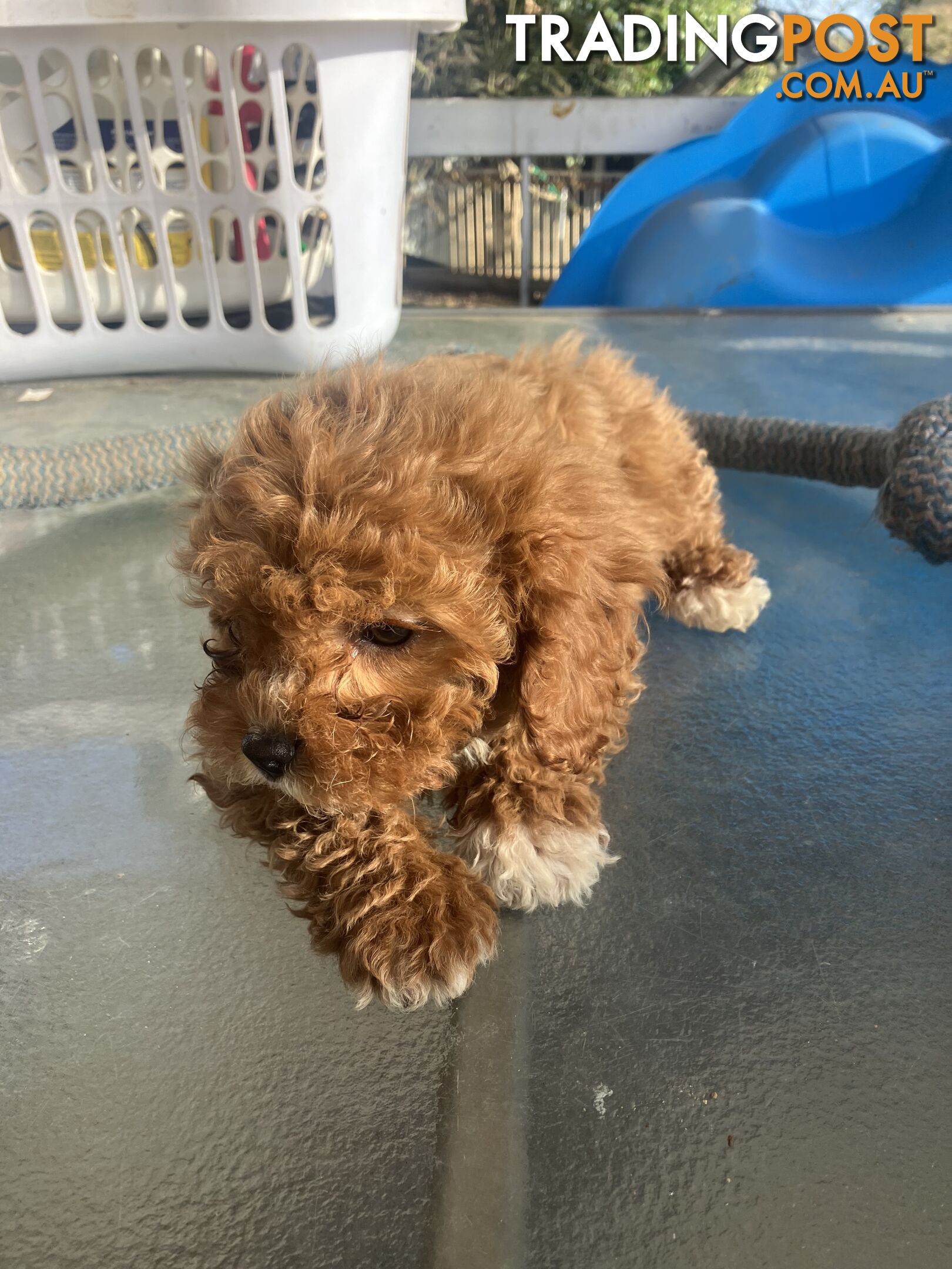 Cavoodle Pups