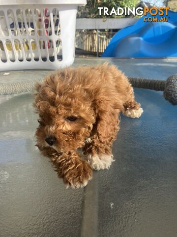 Cavoodle Pups