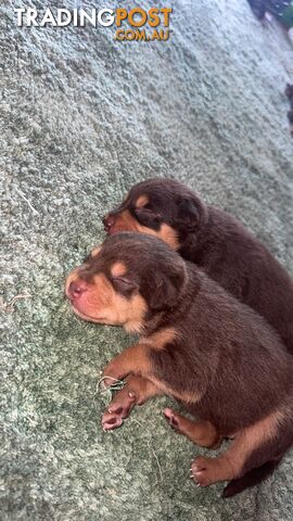 Purebred kelpie pups