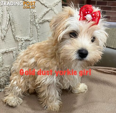 Yorkshire terrier exotic gold dust