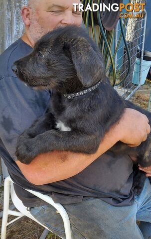 Purebred Irish wolfhound puppies