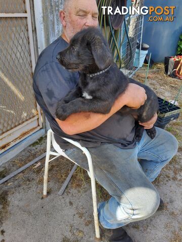 Purebred Irish wolfhound puppies