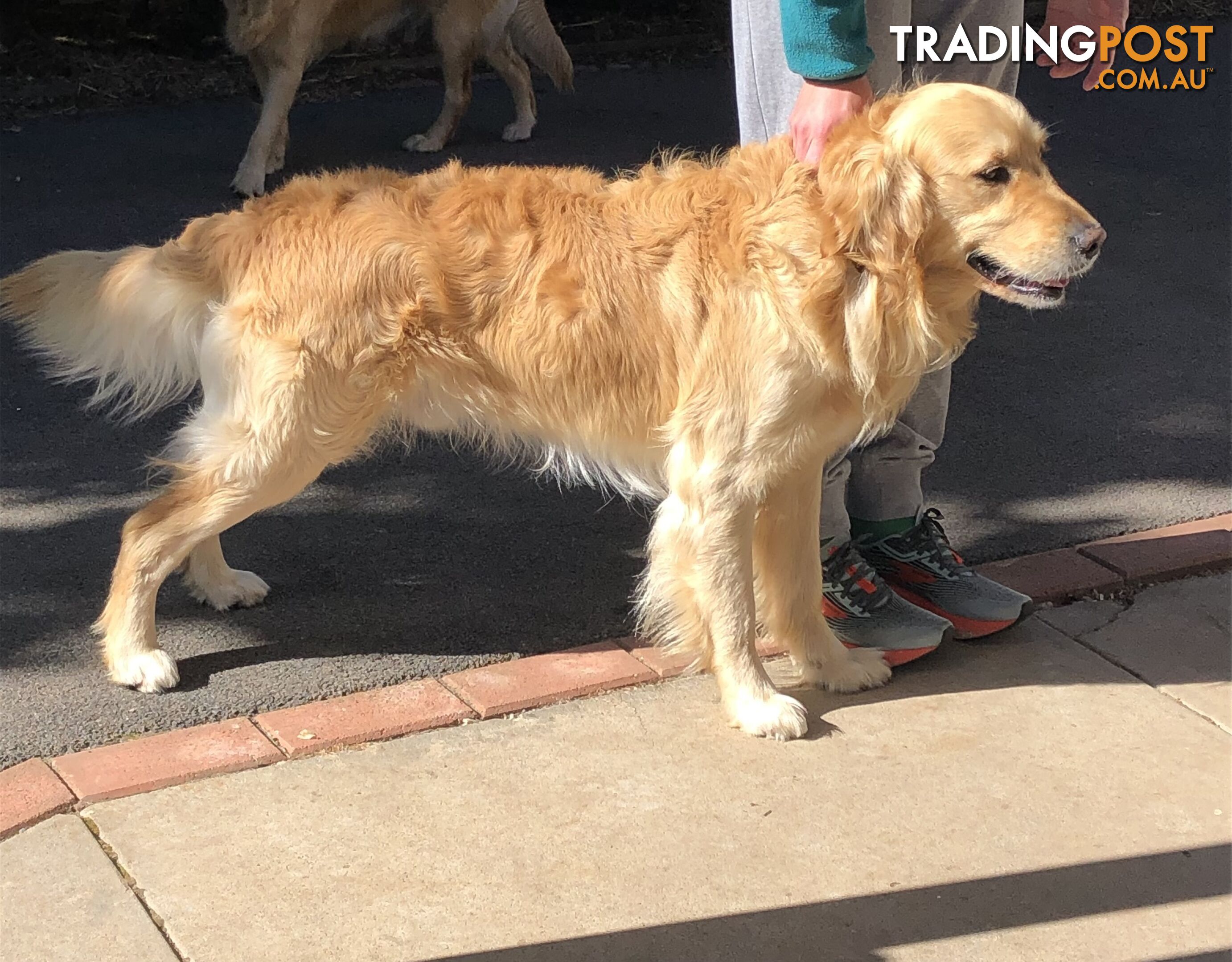 Purebred Golden Retriever Stud Service