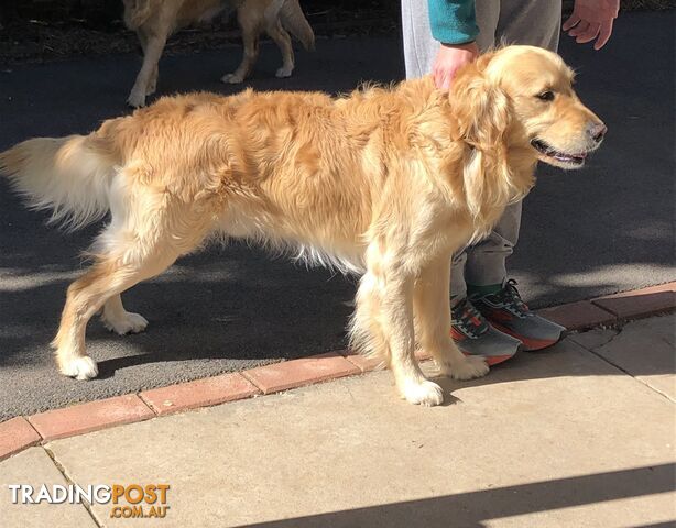 Purebred Golden Retriever Stud Service