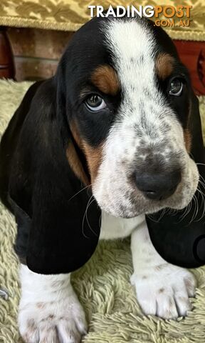 Basset Hound Puppies