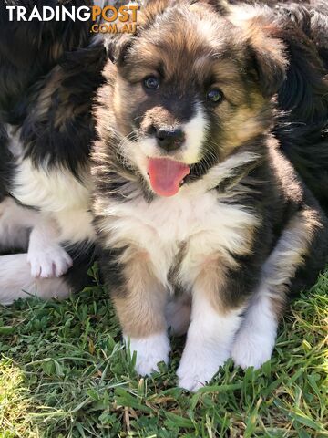 Adorable Border Collie Puppies House-Trained Purebred Pups DNA Tested