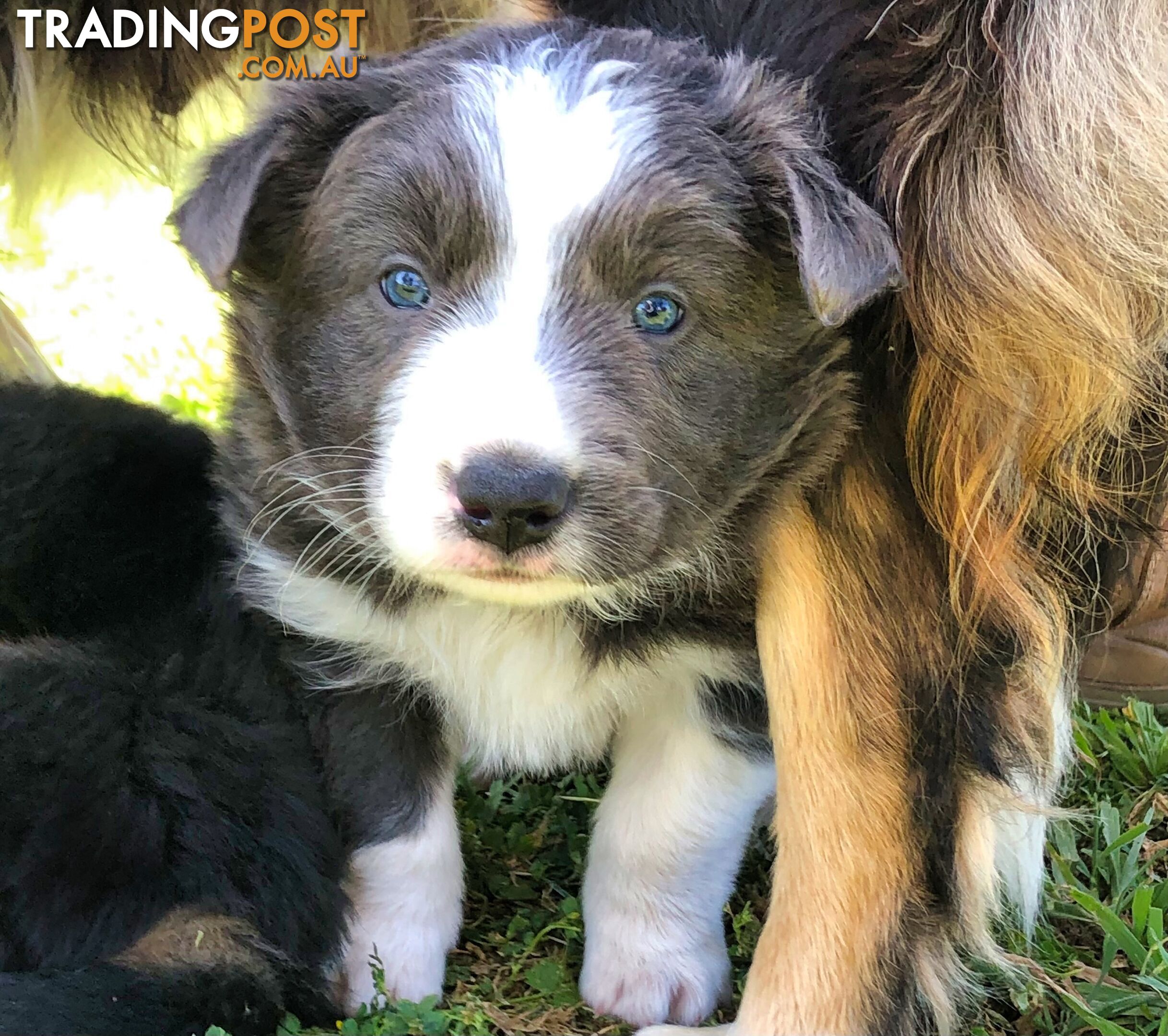 Adorable Border Collie Puppies House-Trained Purebred Pups DNA Tested