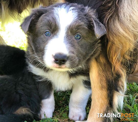 Adorable Border Collie Puppies House-Trained Purebred Pups DNA Tested