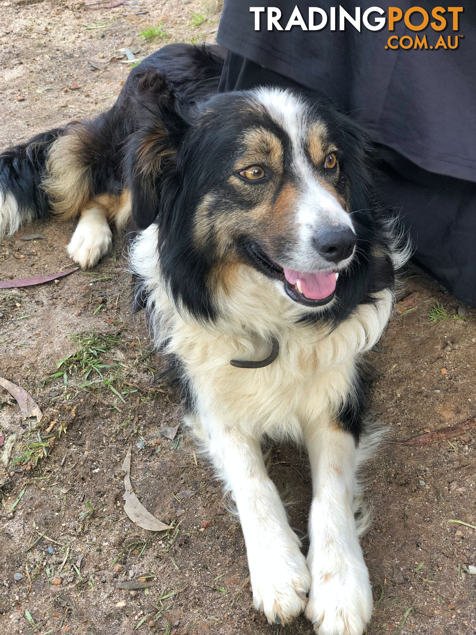 Adorable Border Collie Puppies House-Trained Purebred Pups DNA Tested