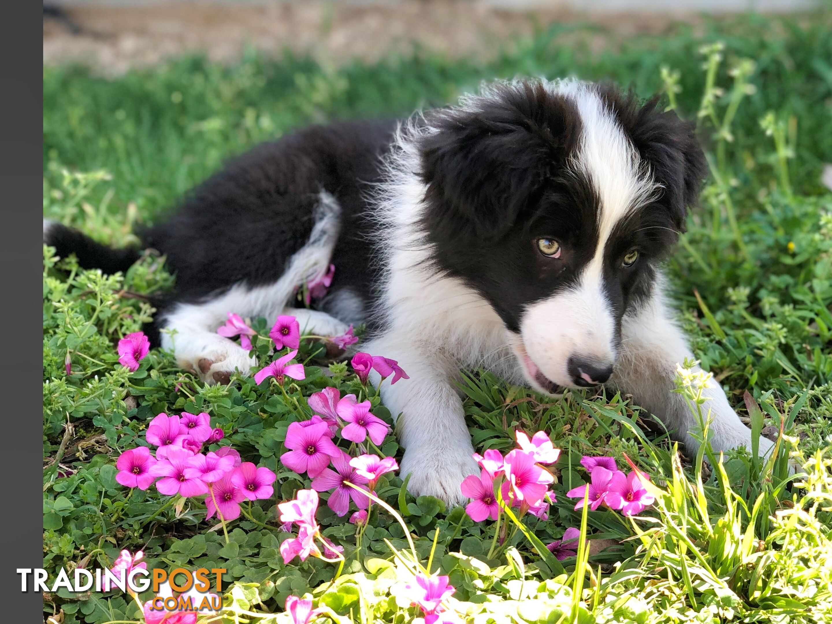 Adorable Border Collie Puppies House-Trained Purebred Pups DNA Tested