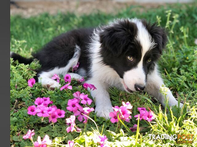 Adorable Border Collie Puppies House-Trained Purebred Pups DNA Tested