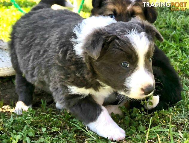 Adorable Border Collie Puppies House-Trained Purebred Pups DNA Tested