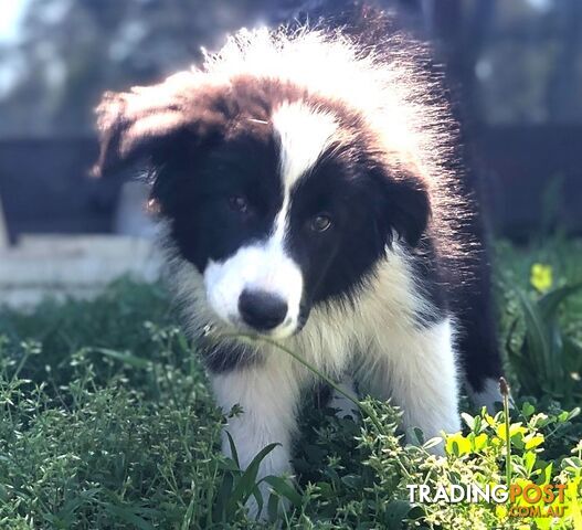 Adorable Border Collie Puppies House-Trained Purebred Pups DNA Tested