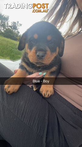 Rottweiler puppies