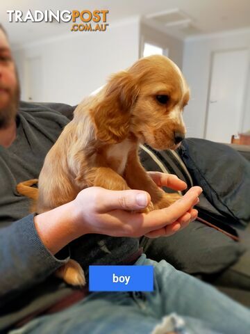 Cocker spaniel puppies