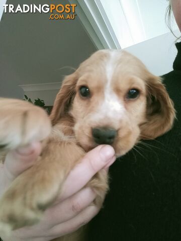 Cocker spaniel puppies