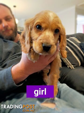 Cocker spaniel puppies