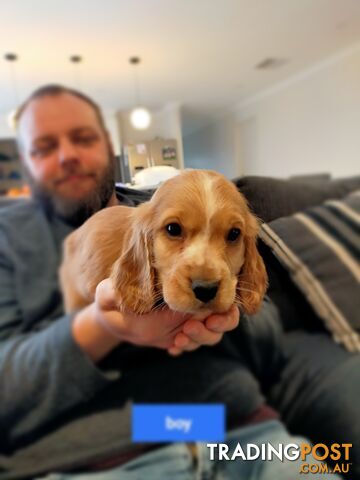 Cocker spaniel puppies