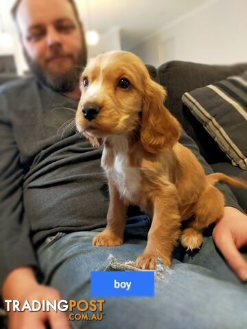 Cocker spaniel puppies