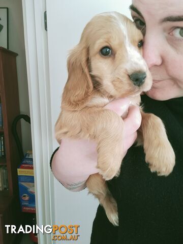 Cocker spaniel puppies