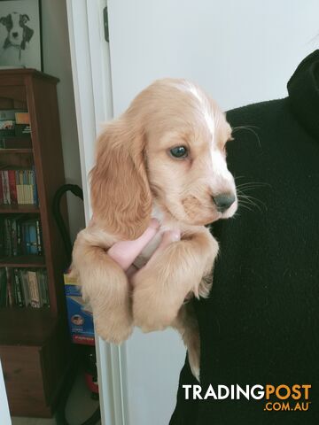 Cocker spaniel puppies