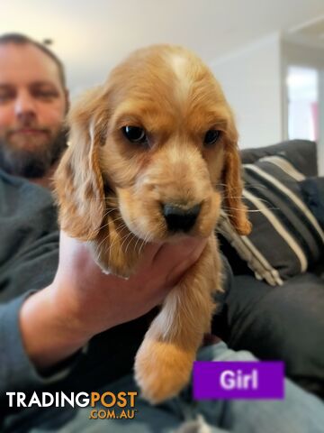 Cocker spaniel puppies