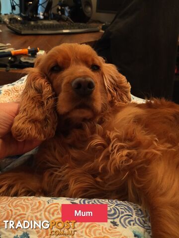 Cocker spaniel puppies