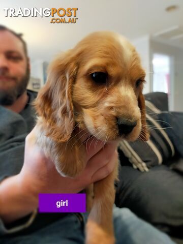 Cocker spaniel puppies