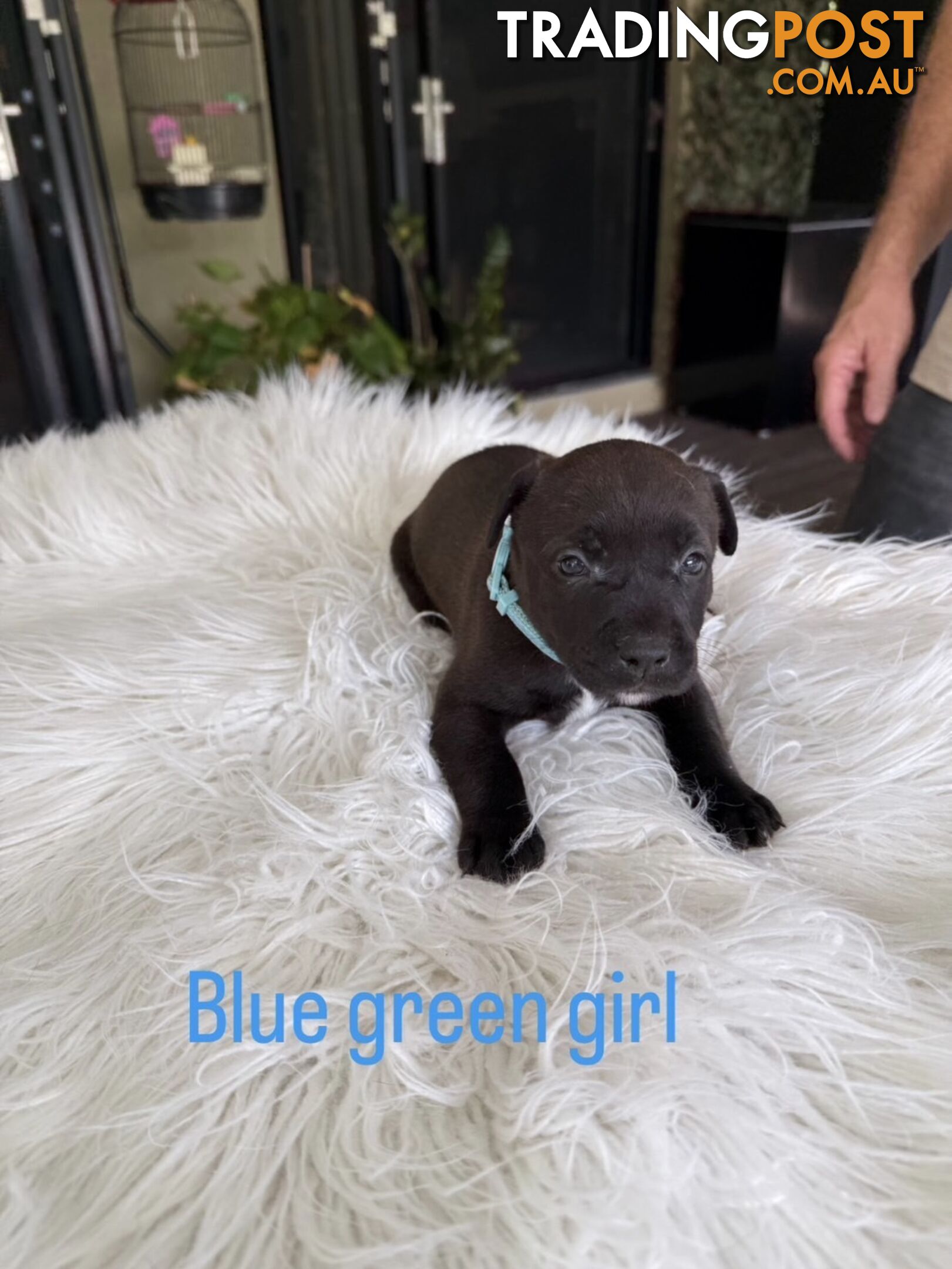 American Staffy puppies - strong &amp; healthy