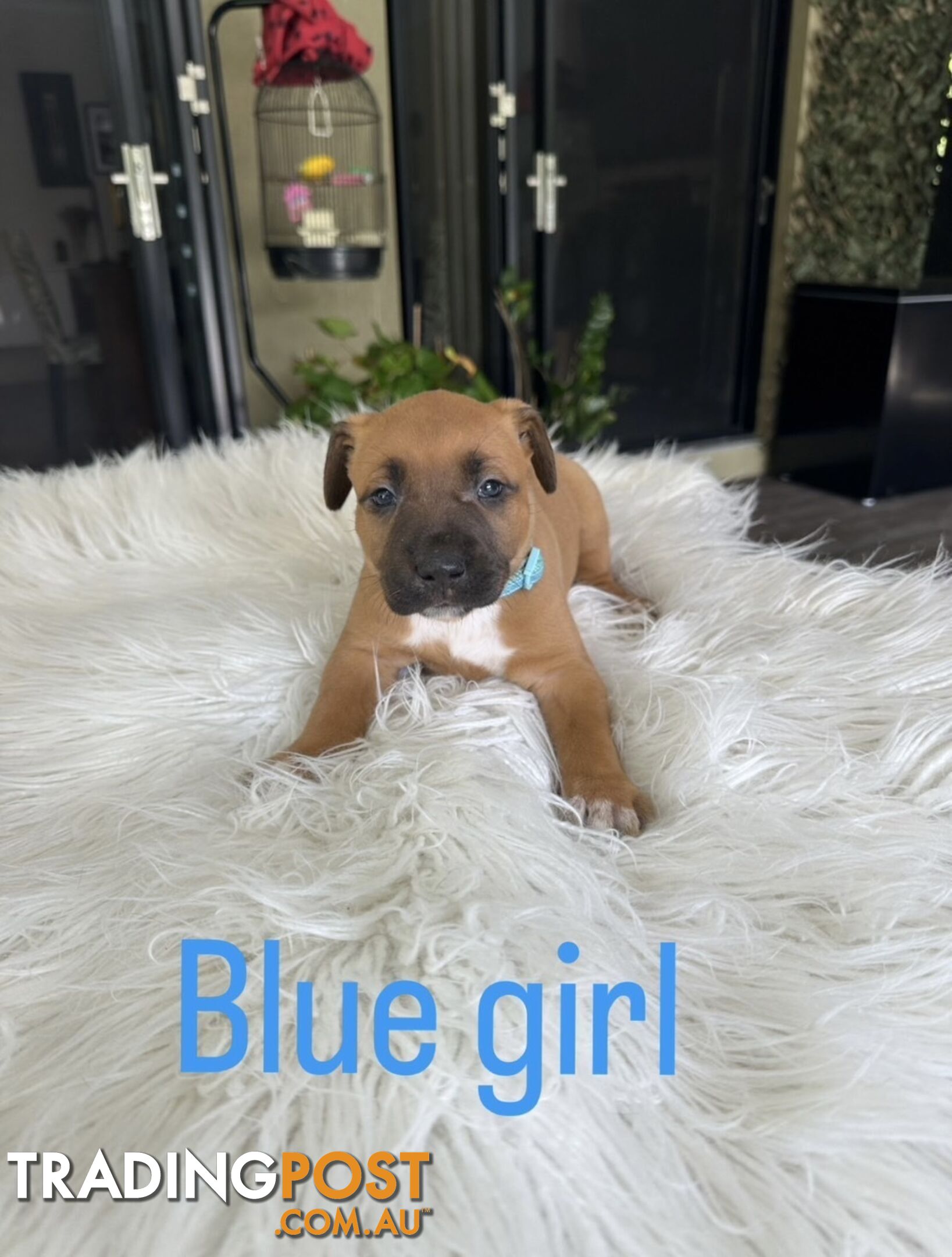 American Staffy puppies - strong &amp; healthy